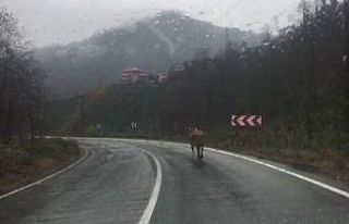 Rize’de ahırdan kaçan inek sahibine zor anlar...