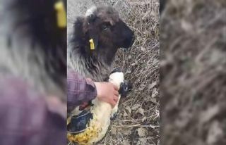 Rize’de bir çobanın yeni doğan kuzuyu yaşatma...