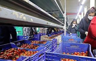 Rusya domates ve biber ihracatını durdurdu, ihracatçı...