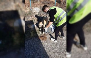 Safranbolu Belediyesi can dostlarını yalnız bırakmadı