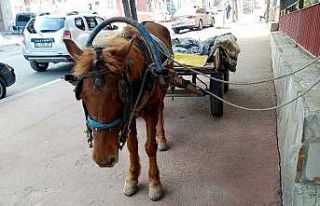 Sahibinden kaçan başıboş at trafikte tehlike saçtı