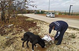 Şahinbey’de sokak hayvanları için yem ve mama...