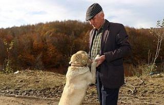 Sahiplendirilen hayvanlar yeni yuvalarında