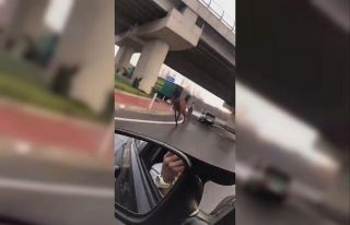 Sahipsiz atlar şehirler arası yolu hipodroma çevirdi