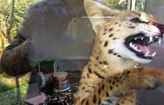 Sakarya’da fiyatı 70 ila 150 bin lira arasında...