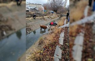 Şamran Kanalı’na düşen inek kurtarıldı