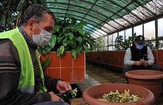 Samsun Büyükşehir Belediyesi on binlerce süs bitkisi...