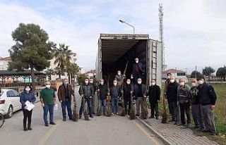 Samsun’da kapama ceviz bahçeleri artıyor