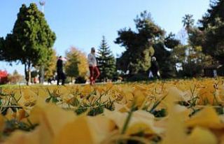 Samsun’da yaprak dökümü