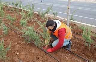 Şanlıurfa baharla birlikte rengarenk çiçekler...