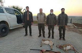 Şanlıurfa’da ceylanları avlayan 4 kişi suçüstü...