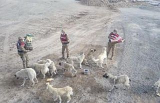Sarıkamış’ta kısmen boşaltılan köyde sahipsiz...