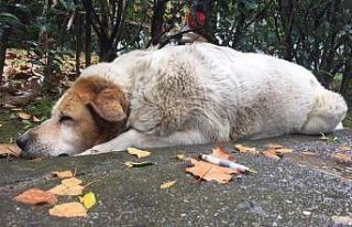 Savcılıktan köpek katliamı ile ilgili açıklama