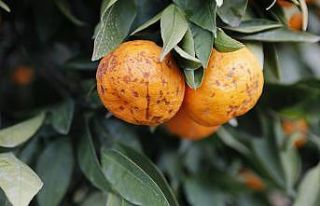 Seferihisar’da tonlarca mandalinayı sağanak vurdu,...