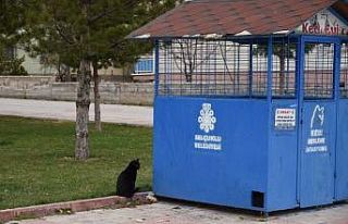 Selçuklu’da sokak hayvanları unutulmuyor