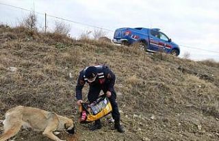Selendi’de kolluk kuvvetleri sokak hayvanlarını...