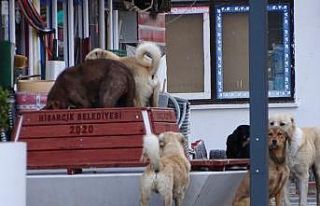 Sessiz sokaklarda köpek egemenliği