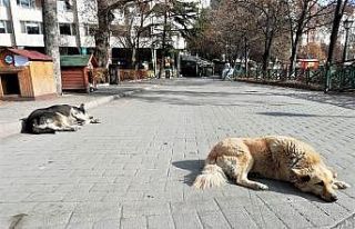 Sessiz sokaklarda uyku keyfi