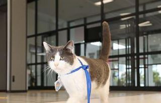 Sevimli kedi belediyenin maskotu oldu