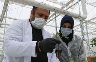 Sibirya soğuklarında domates üretilecek