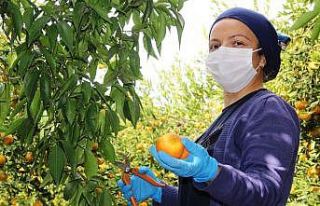 Sıcak havalar Bodrum mandalinasını vurdu
