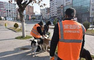 Siirt Belediyesinden Adres Sizden Mama Bizden Projesi