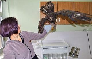 Silahla vurulan kartal kurtuldu, atmaca ise telef...