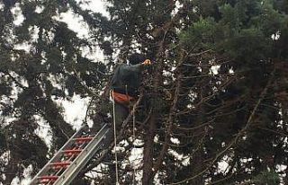 Silivri’de ağaç budamaya çıkan işçi elektrik...