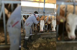 Simav’da 120 bin hayvan aşılandı