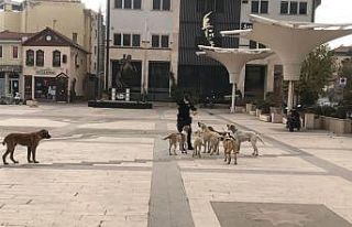 Sındırgı sokakları sokak hayvanlarına kaldı