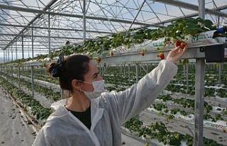 Sinop’ta 4 milyon liraya mal olan çilek serasında...