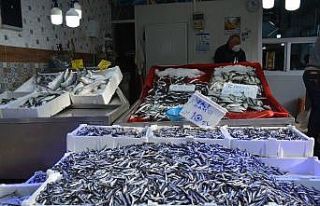 Sinop’ta balık çok, alan yok