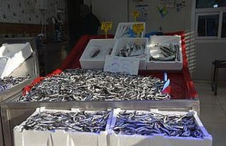 Sinop’ta kötü hava hamsiyi vurdu