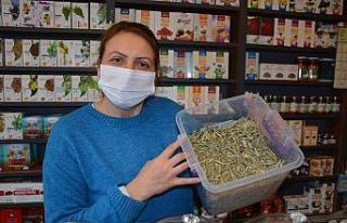 Sinop’ta zeytin yaprağı satışı patladı