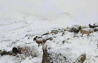 Şırnak’ta dağlar beyaza büründü