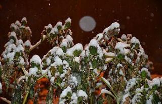 Şırnak’ta kar nedeniyle 18 köy yolu ulaşıma...