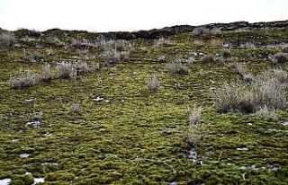 Şırnak’ta yosunlar dağları kapladı