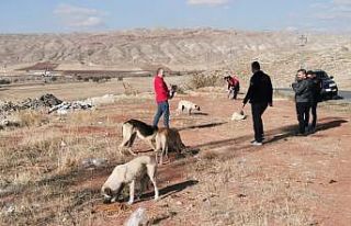 Sivas’ta sokak hayvanları unutulmadı