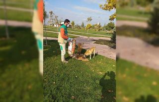 Soğuklarda ve pandemi sürecinde sokak hayvanları...