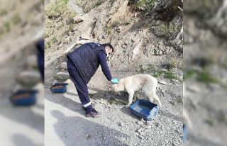 Sokağa çıkma yasağında da can dostlar unutulmadı