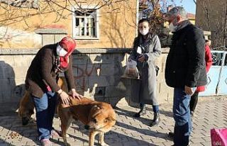 Sokak hayvanları için 40 kişilik ekip seferber...