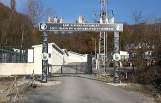 Sokak hayvanları için otel konforunda geçici bakım...