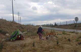 Sokak hayvanları pandemide mağdur oluyor