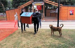 Sokak hayvanları yeni yuvalarına kavuştu
