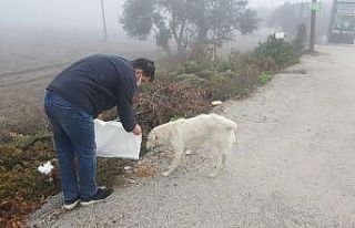 Sokak hayvanlarına mama desteği