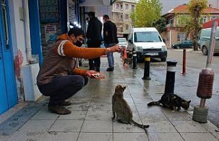 Sokak kedileri bu dükkanların açılmasını dört...