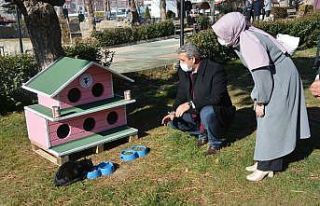 Sokak kedileri ev sahibi oldu