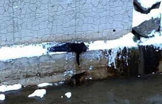 Sokak köpeğini kurtarmak için donmayı göze aldı