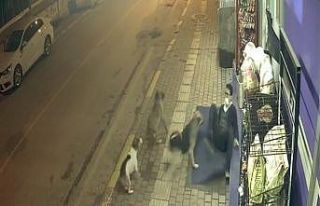 Sokak köpeklerinin saldırısıyla yere düştü,...