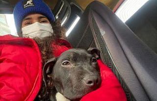 Sokakta bulduğu hasta köpeği ölümden kurtardı